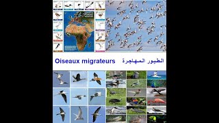 Les oiseaux migrateurs   الطيور المهاجرة