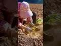 dry land seedling planting techniques #shorts