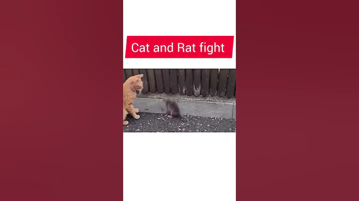 Cat 🐈 And Rat 🐀 Fight | Rat Vs Cat | Funny Fight| #ytshorts #viral #shorts