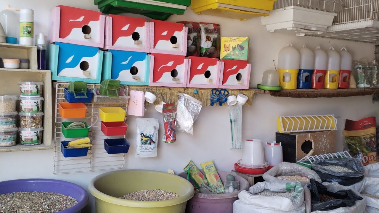 محل ابو حمودي لبيع  جميع انواع الطيور والدجاج والحيوانات الأليفة🕊️✌️😍 والأعلاف... في حي سومر❤️👍