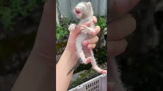 Someone left new born baby kitten on the street