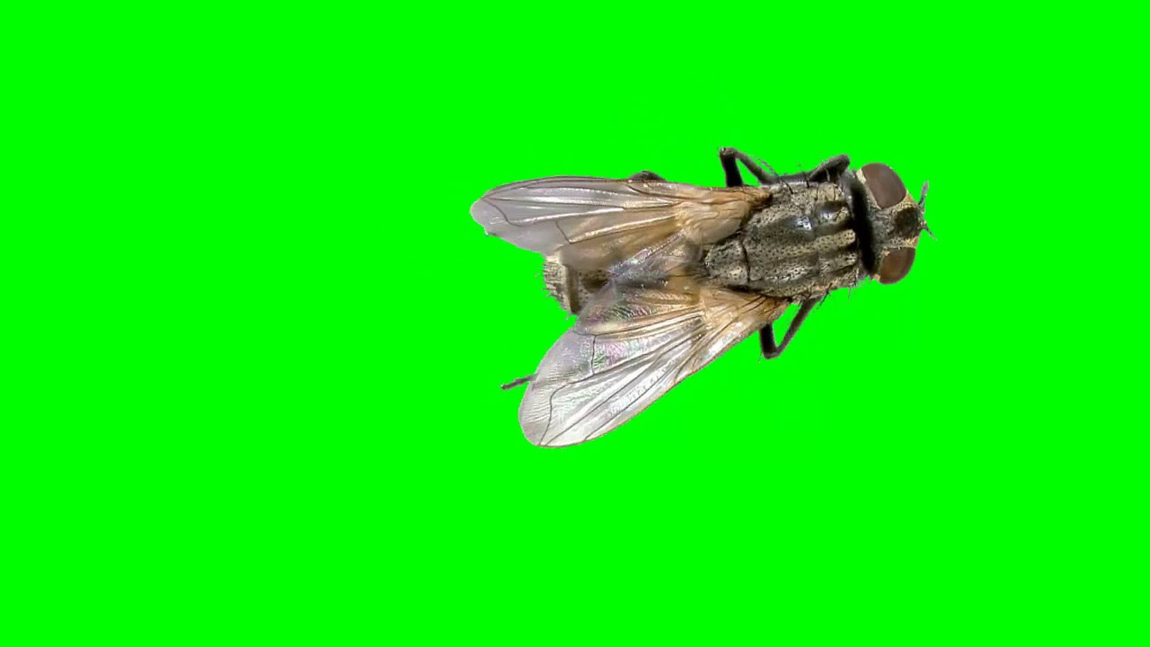 GREEN SCREEN FLY YouTube