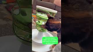 Comedero Catit Food Tree - Embajador @midna.chronicles