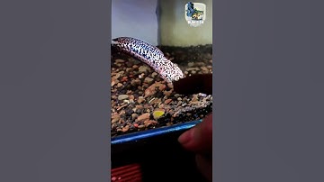 Em này giàu nhất trong các loại Lóc #bumfish #channa #caloccanh