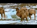 Gobi Desert Camels extraordinary performance ;)