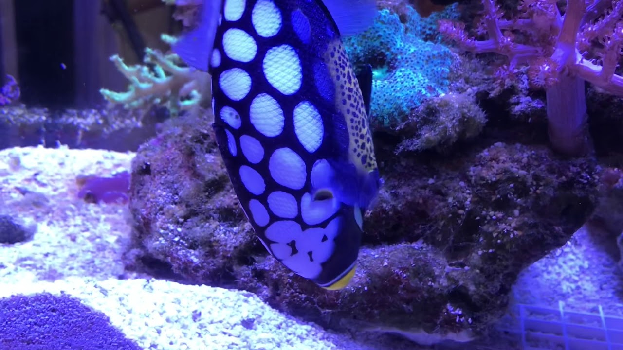 Clown Trigger In My Reef Tank