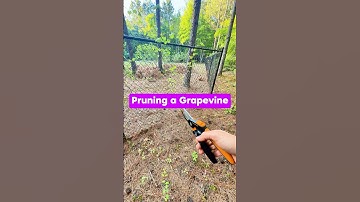 Pruning a Young Grapevine #shorts #gardening #growyourownfood #fruittrees #orchard #pruning