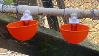 Installing Lil’ Clucker automatic watering cups by Big E’s Farm 132 views 2 months ago 4 minutes, 24 seconds