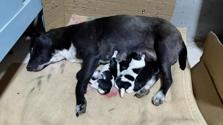 How long do newborn puppies drink milk from their mother