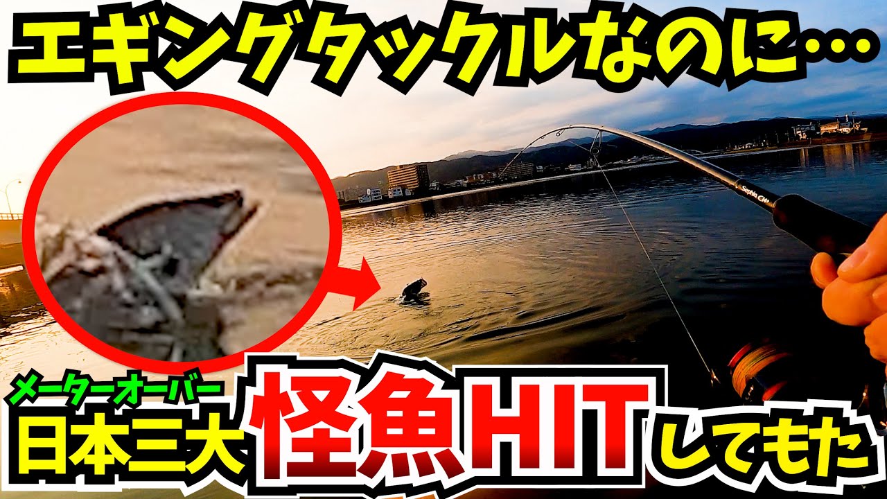 マゴチ シーバス狙いでまさかの巨大怪魚がヒット エギングタックルで怪魚を掛けたらこうなる Youtube