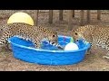 Do Big Cats Like Water?