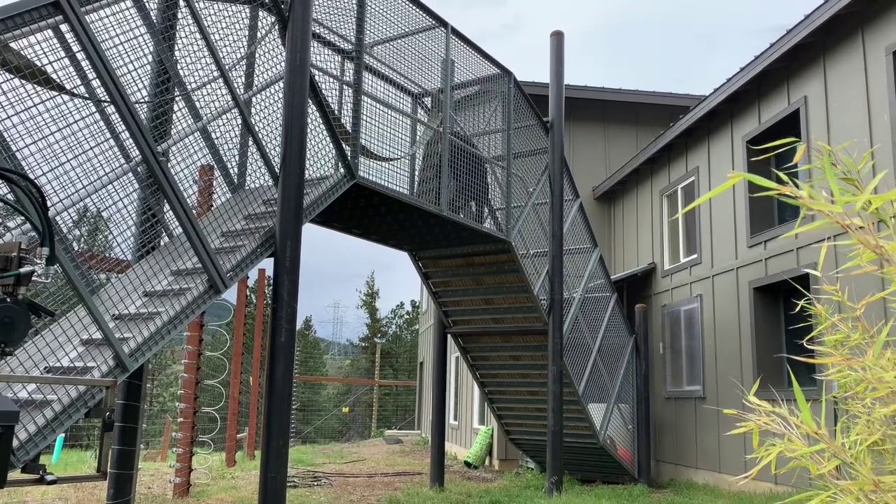 Willy B Chimpanzees taking steps outside for the first time