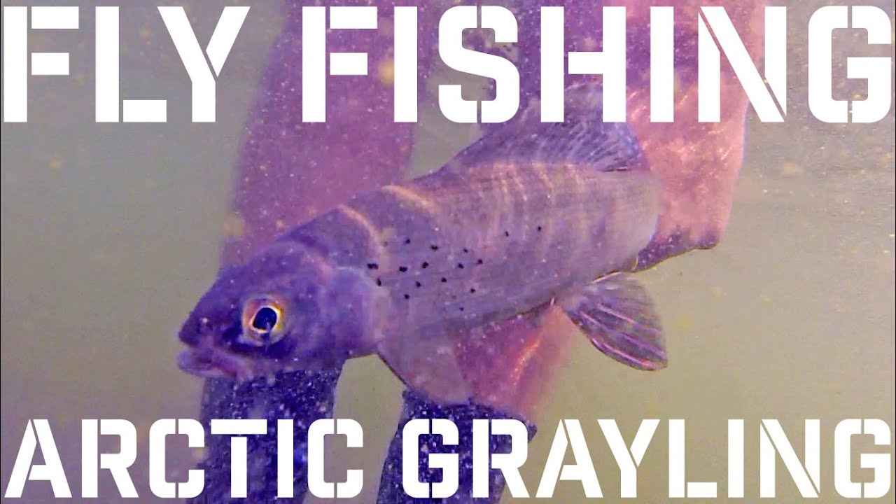 Intense Fish Fly Fishing for Arctic Grayling in a High Altitude
