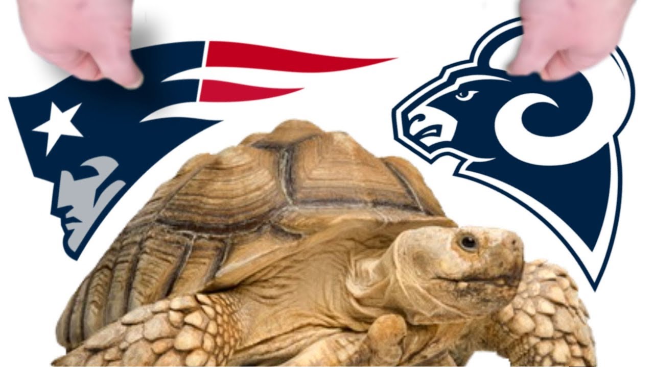 vlogs in spanish REPTILES PREDICT SUPER BOWL WINNER!! ITS A LOCK!! | BRIAN BARCZYK