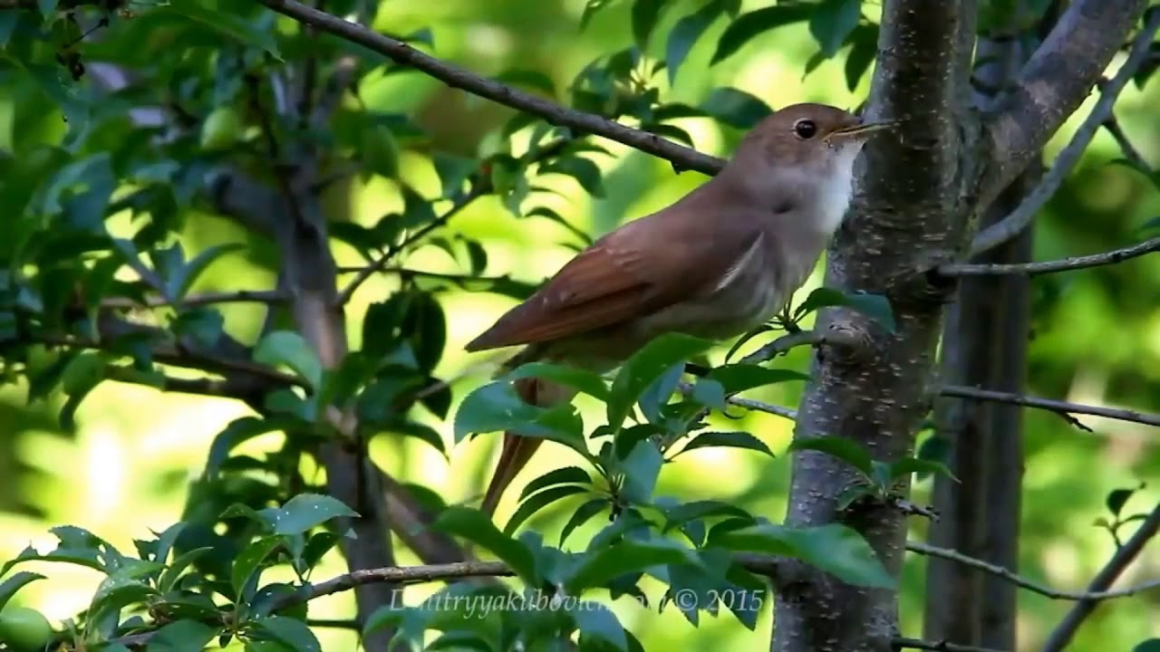 Njavalam chola kuyileee   