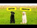 American Labrador Vs. British Labrador - (Which is the Best?)