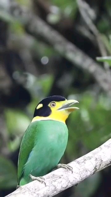 MADI INJAP(Psarisomus dalhousiae)