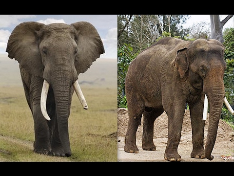 Vidéo: Différence Entre Les éléphants D'Afrique Et Les éléphants D'Asie