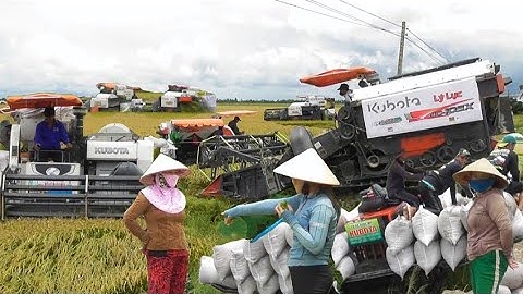 nhiều máy cắt 105 độ cắt lúa nhật công tấn giá lúa bán được 7200₫K₫ tập 1#maibangtv 