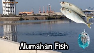 Alumahan, Buyaw, Bunatan Fish - Fishing Jeddah