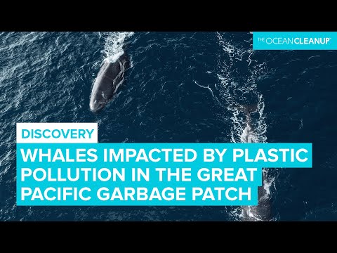 Whales likely impacted