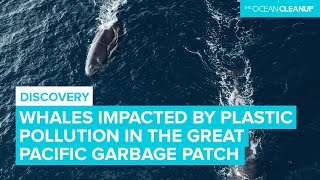 Whales Likely Impacted By The Great Pacific Garbage Patch | Research | The Ocean Cleanup