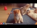 My life is potato. Ep 07 / Shiba Inu puppies