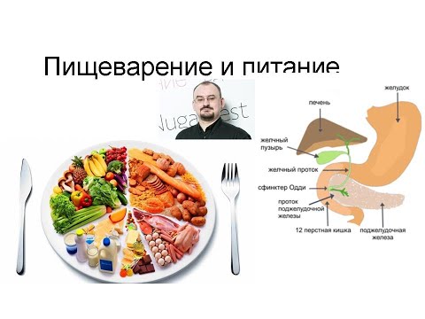 Пищеварение и питание