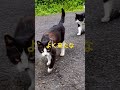 猫様達の検問 #猫島#引き連れ#行列