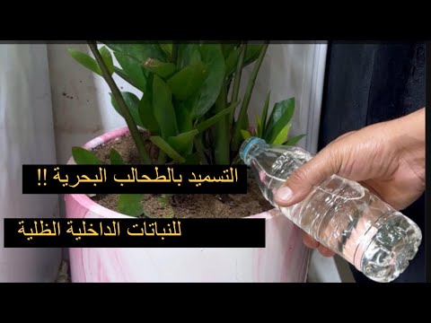 التسميد بالطحالب البحرية ونتائج سحريه خلال مده قصيرة لا تفوت مشاهدة الفديو