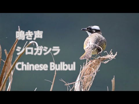 【鳴き声】シロガシラ Chinese Bulbul