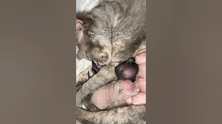 Watch the video about Emotional Kitten Birth