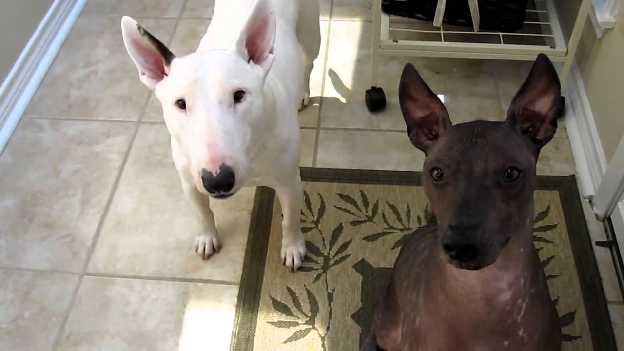 Xoloitzcuintli & Bull Terrier - treat? - YouTube
