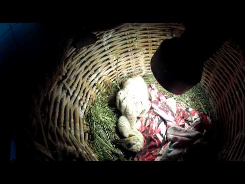 Baby stork feeding