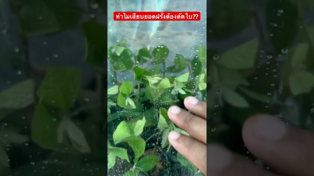 ทำไมเสียบยอดฝรั่งต้องตัดใบ?