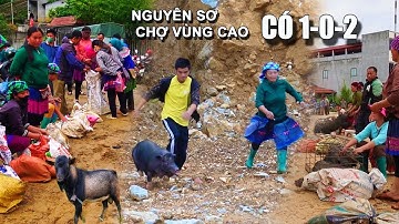 Nguên Sơ Mộc Mạc Chợ CỐC LY Lào Cai - Dê Núi Đặc Sản, Lợn Cắp Nách Gây Sốt & Thảo Dược Quý Hiếm