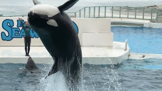 鴨川シーワールド 鴨シー オルカ/シャチショーラビー・ララ・ルーナ 出演/[4K aquarium] KamogawaSeaWorld  killerwhale・shamu・orca show