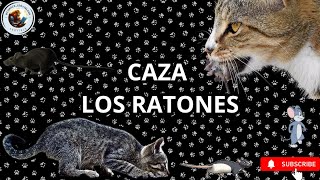 Video para #gatos | #ratones 2025