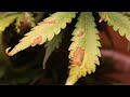 Correcting Dying Cannabis Leaves (Over and Under Fertilizing)