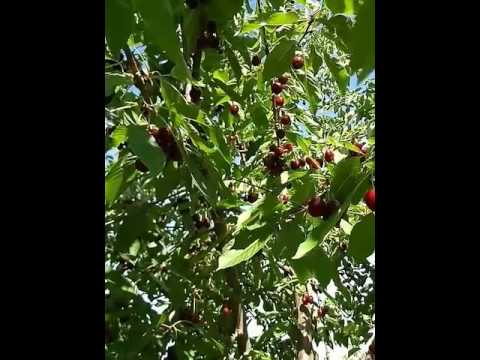 фото черешни дерево