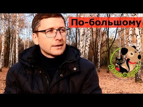 Как часто кошка должна ходить по большому?