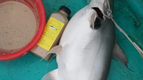 Câu cá dồ đém #36. Cá dồ ăn kỳ vậy trời 😂. Cốt xương cá 2