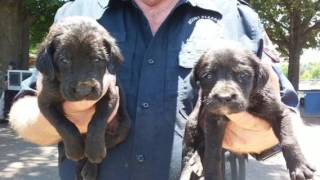 Lucky Lab Saved All These Dogs