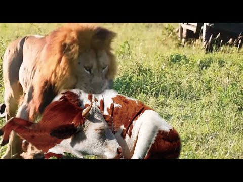 Лев утащил корову. #animals