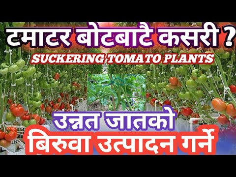 How to Suckering tomato plants || Kousi kheti kasari garne || My Home