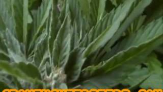 Step by Step Guide to Growing Weed Outdoors (Lowryder #2 Strain) (PART 8)