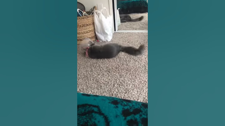 Cat is trying to get a cone off his head.
