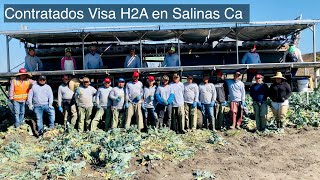 Contratados de Mexico 🇲🇽 con Visa H2A en el corte de brócoli 🥦 en salinas California