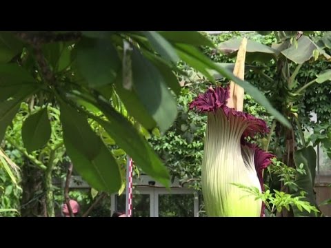 Video: Qual è Il Nome Del Fiore Più Grande Del Mondo