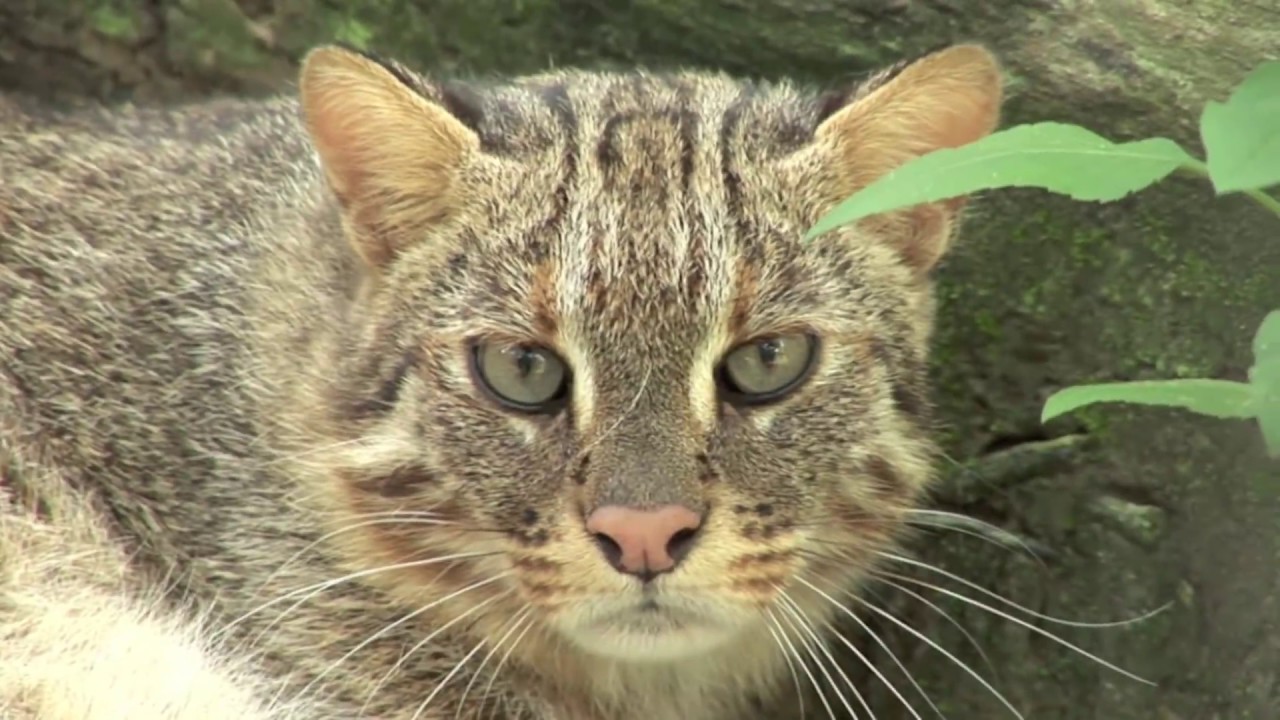 Weird Strange Rare The small  cats  of Big  Cat  Rescue 